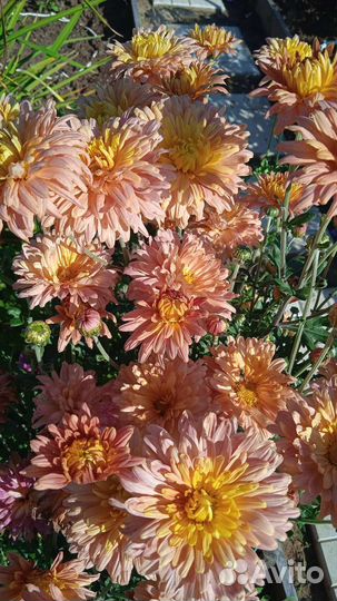 Хризантемы