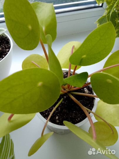 Пилея пеперомиевидная