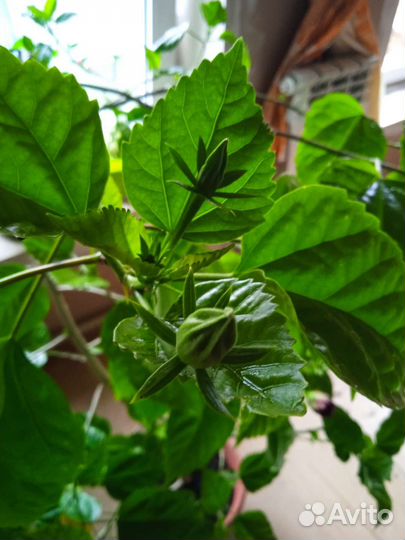 Гибискус китайская роза