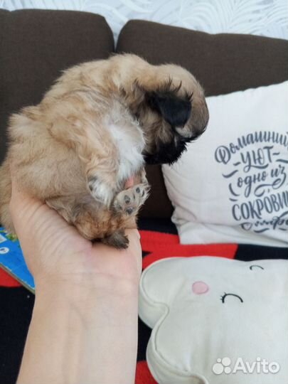 Пикенесы королевские