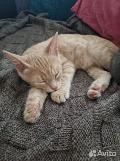 Котенок Томик ищет дом