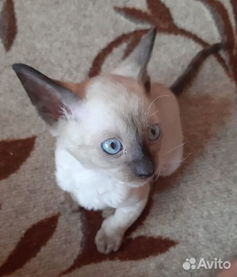 Котята корниш-рекс