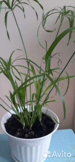 Циперус папирус