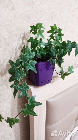 Хедера пестролистная детки, плющ