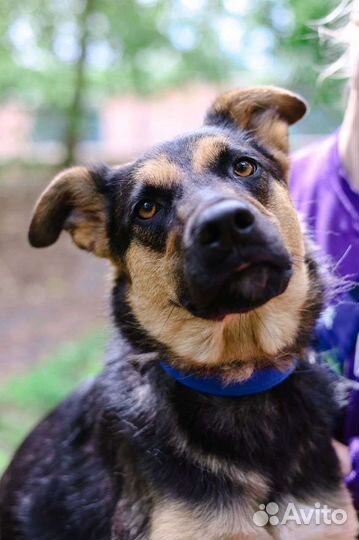 Собака в добрые руки из приюта