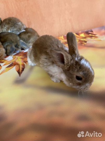 Крольчата декоративные