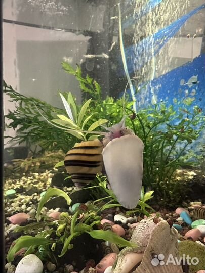 Улитки Спикси 