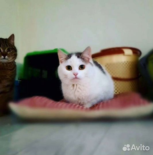 Кошки в добрые руки