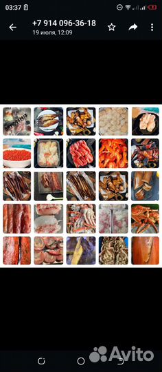 Морской гребешок