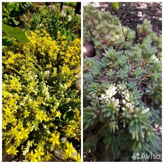 Молодило и почвопокровники