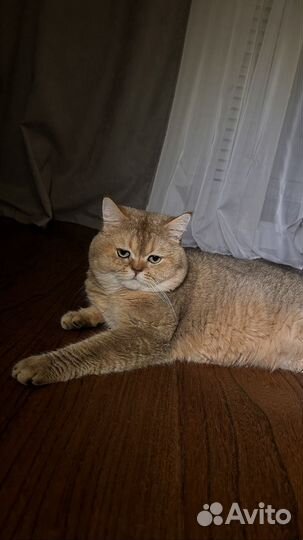 Вязка с котиком Скоттиш страйт