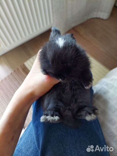 Декоративные кролики в добрые руки