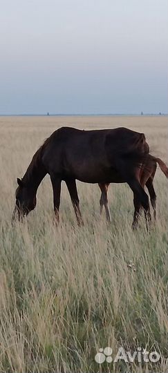 Кобылы с жеребенком