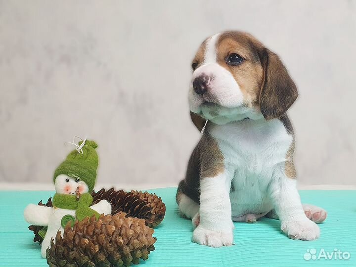 Щенок бигля