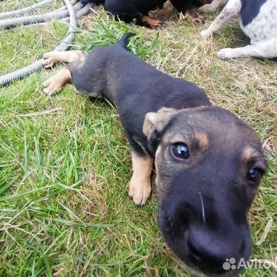 Собаки бесплатно в добрые руки щенки