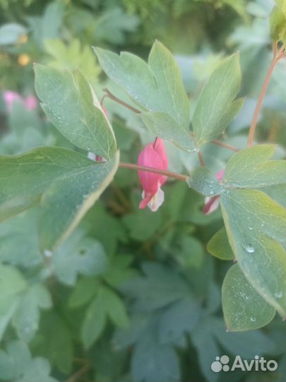 Цветы садовые