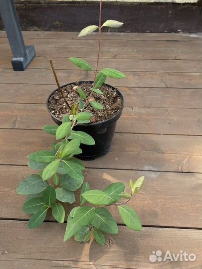 Жимолость Брауна