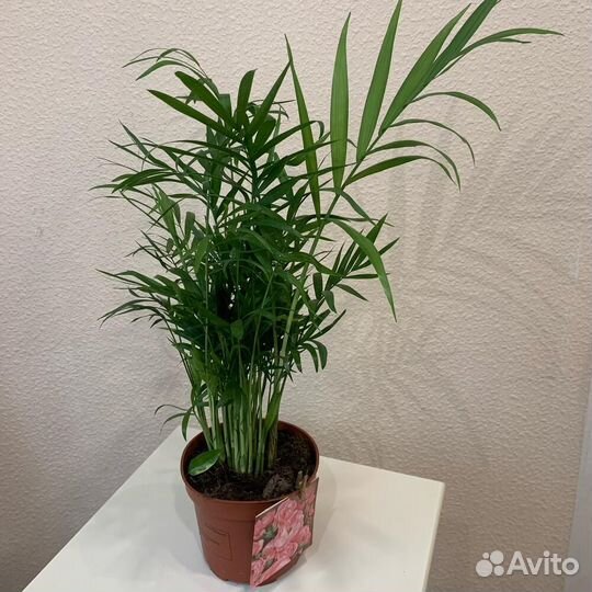 Комнатное растение Хамедорея (Пальма)
