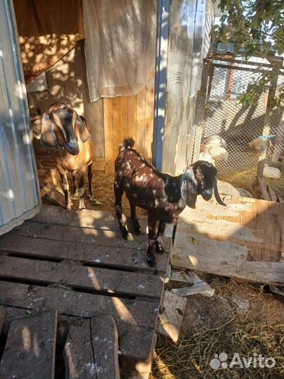 Англо нубийская коза с козлёнком