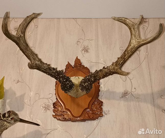 Рога косули