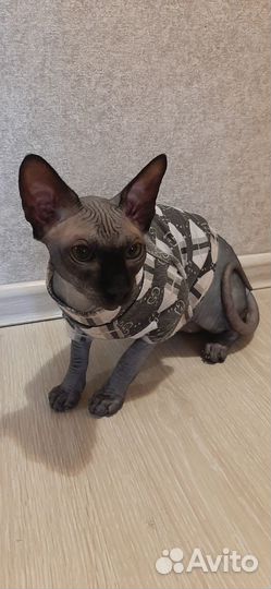 Канадский сфинкс