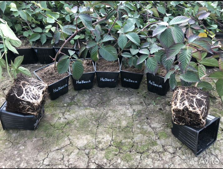 Небеса могут подождать Ежевика бесшипная саженцы