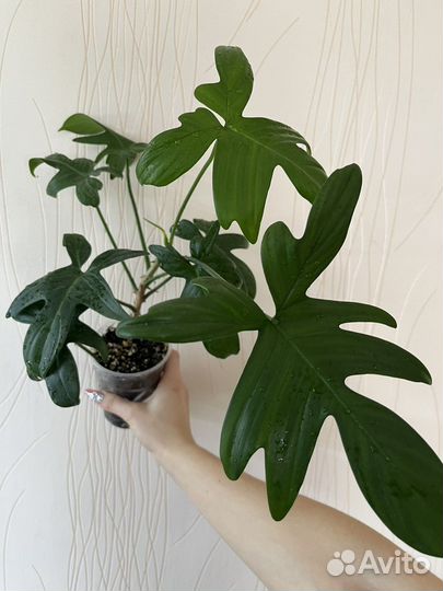 Филодендроны