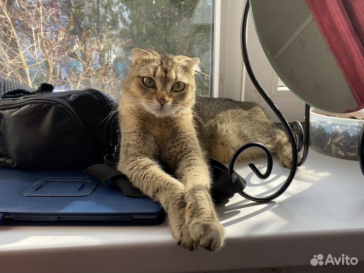 Шотландская вислоухая кошка вязка