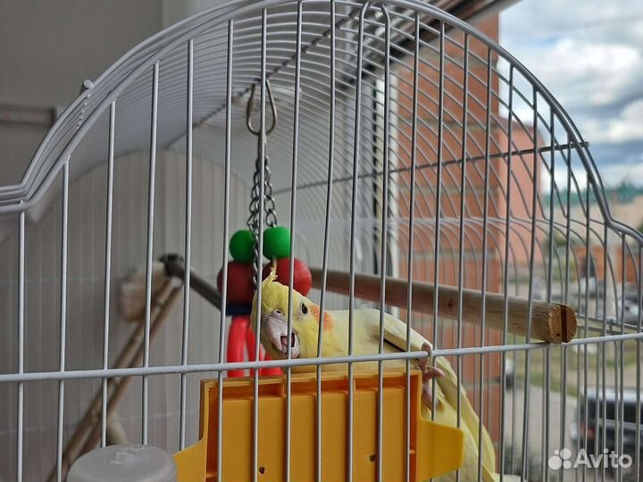 Попугай карелла самец