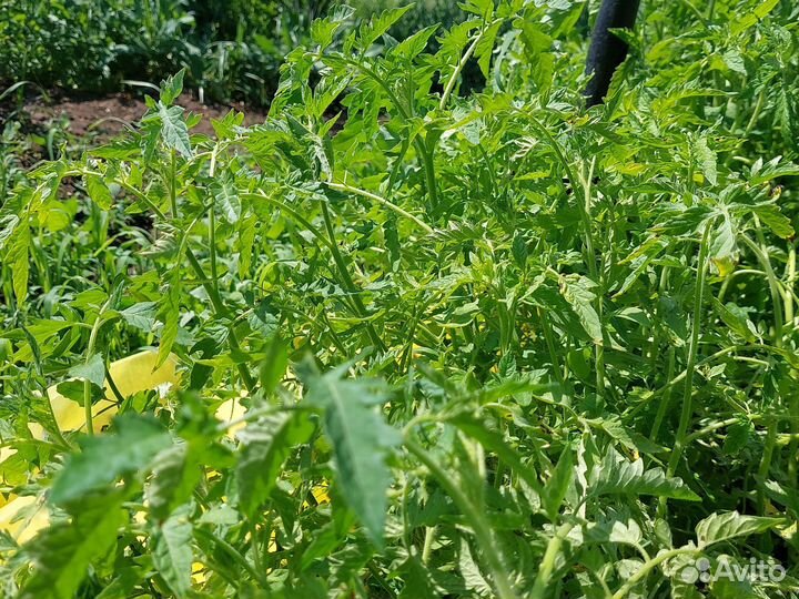 Рассада огурцов и помидор