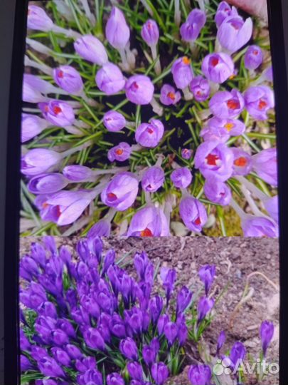 Крокусы,ирисы