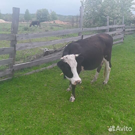 Коровы молочные