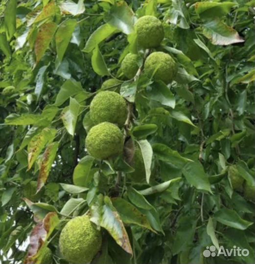 Маклюра (адамово яблоко) саженцы