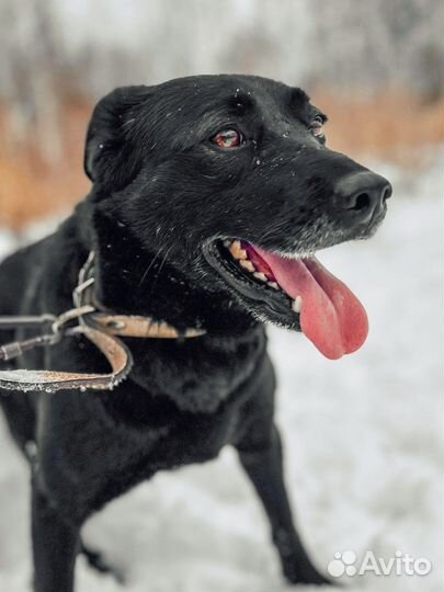 Собака Чара в добрые руки