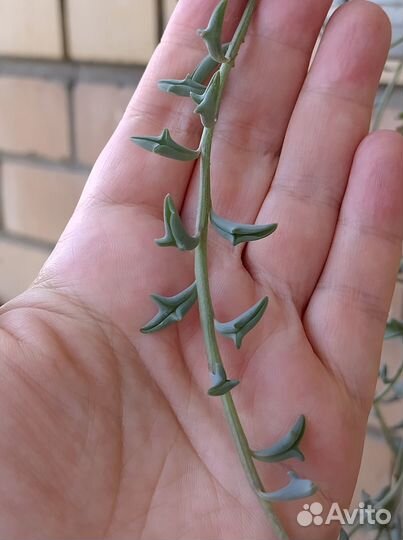 Senecio peregrinus/Сенецио перегринус-дельфинчик