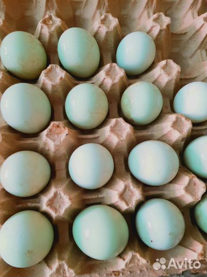 Легбар кремовый (зелено-голубое яйцо)