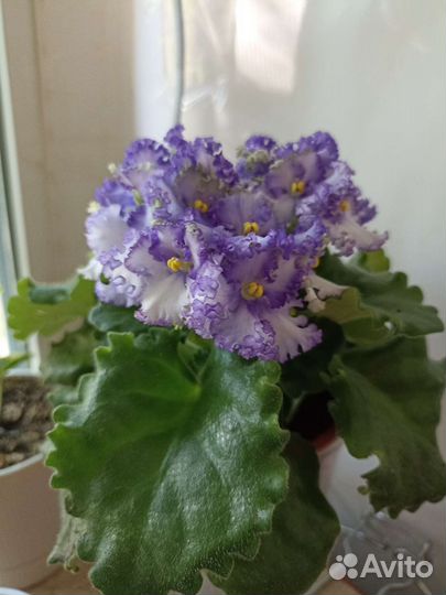 Сортовые фиалки средний стандарт, взрослые