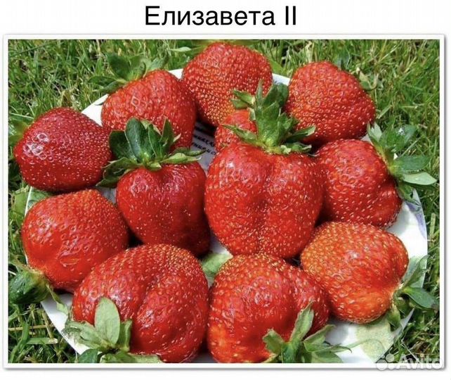 Рассада клубники, земляники