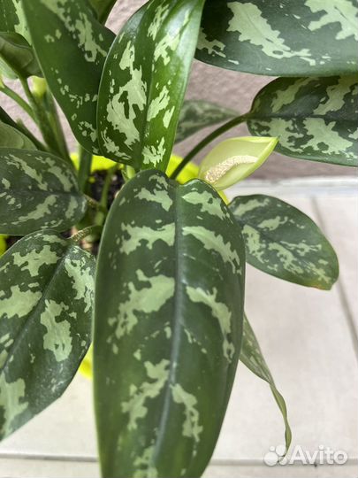 Аглаонема в горшке, цветет