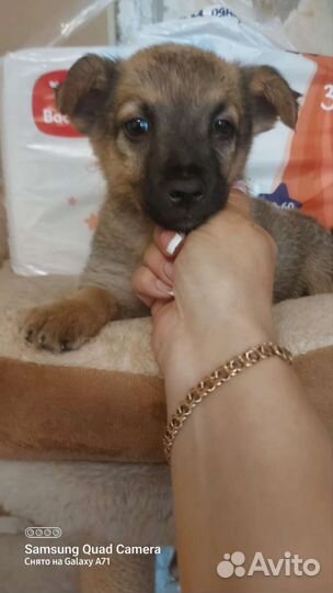 Собака в добрые руки отдам бесплатно