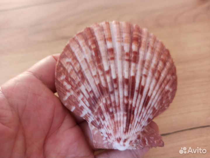 Морская раковина