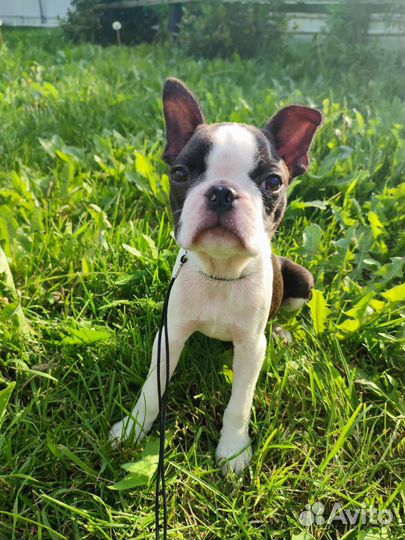 Бостон терьер мальчик