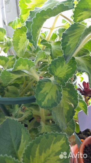 Мята Голден Раффлс (Golden Raffles)