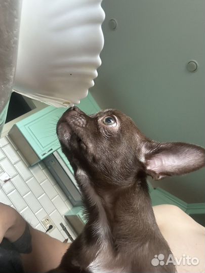 Чихуахуа mini мальчик