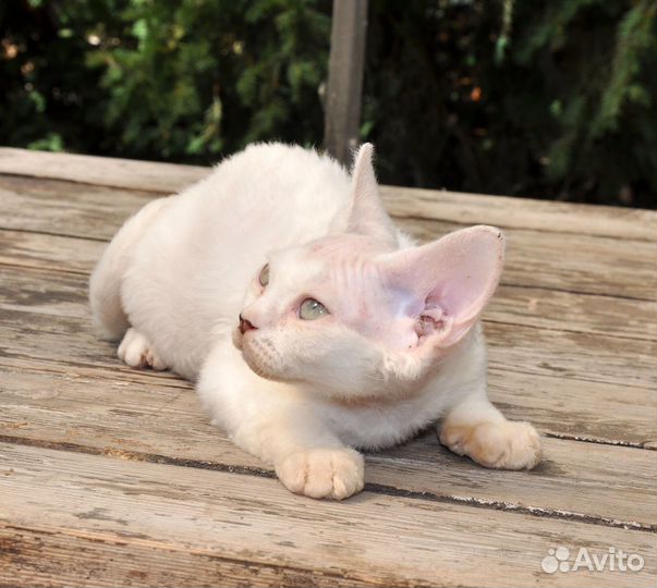 Котята Девон-Рекс