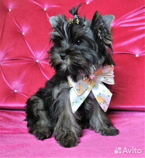 Щенки йорка мини