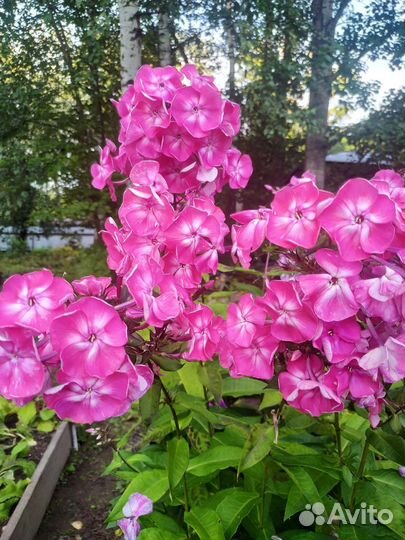 Многолетники со своего огорода