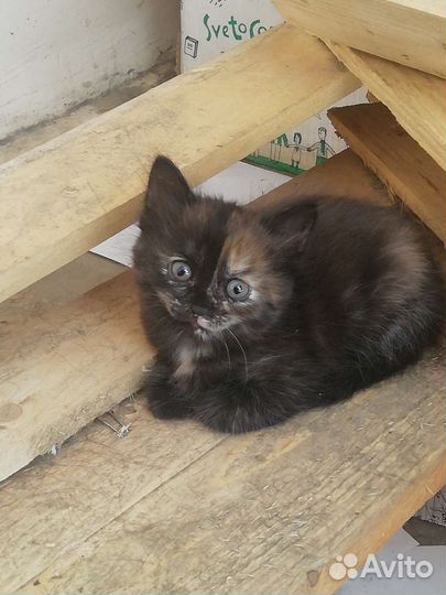 Кошка (имя:Мишка)