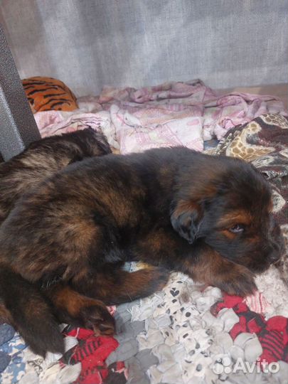 Тибетский мастиф щенки