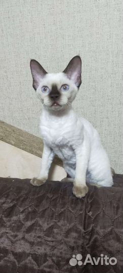 Девон -рекс кошечка